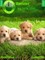 Cute Puppies