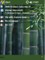 Green Bamboo