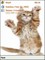 Baby Cats 1 Standard