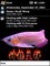 Arowana v3 Standard