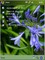 Blue Flower VGA