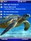 Sea Turtle