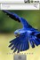 Hyacinth Macaw Theme