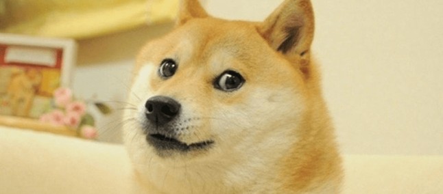 Kabosu, conhecida pelo meme Doge e a criptomoeda Dogecoin, faleceu aos 18 anos
