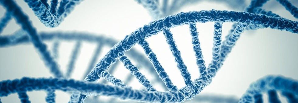 Estudo com DNA de mamferos indica que castrao pode prolongar vida dos homens