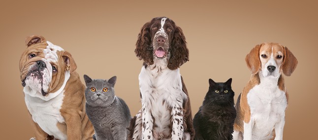 Mas hein? Pesquisa visa provar que escolha por gato ou cachorro é determinada geneticamente - TudoCelular.com