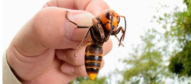 Nova praga: vespas assassinas chegam aos EUA e assustam ...