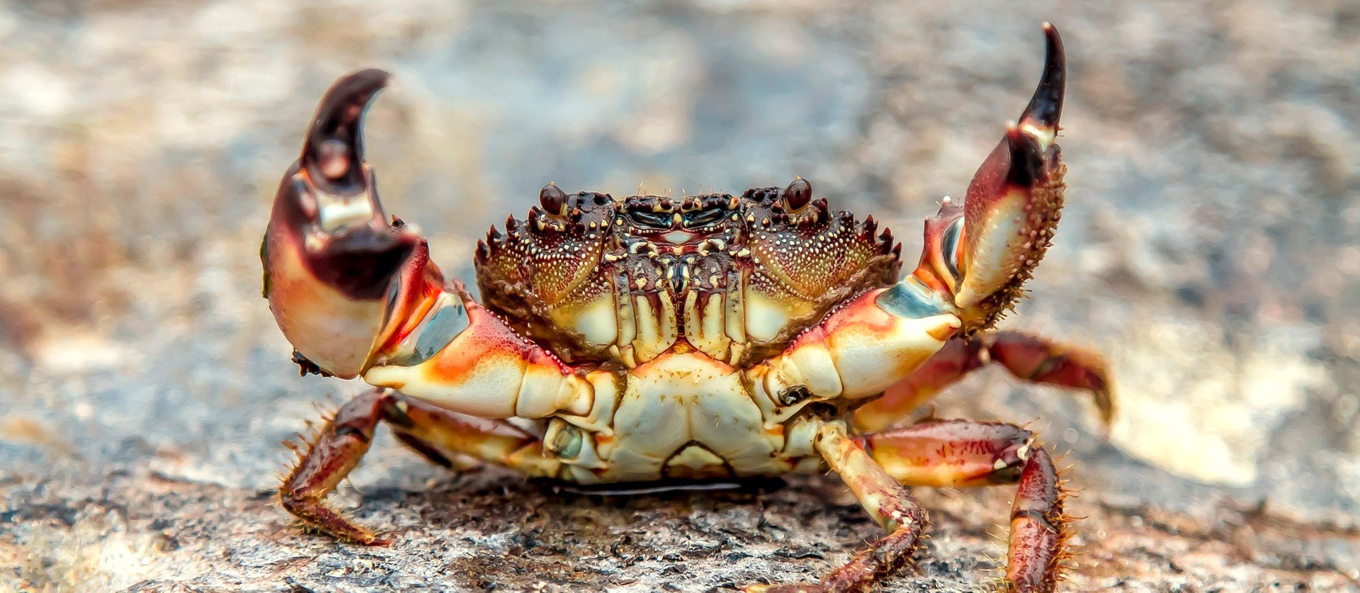 Existem 4 caranguejos e APENAS 1 em cada 10 mil pessoas encontram