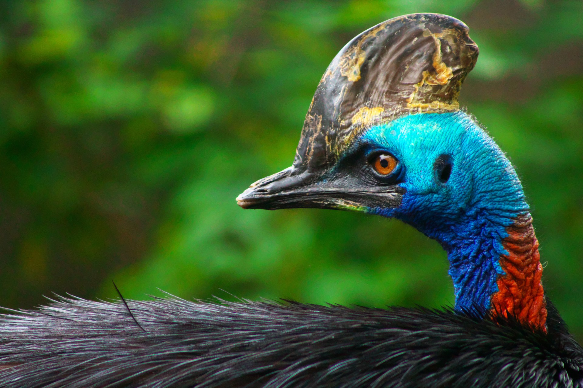 TikToker graba un video de Casuar sin saber los riesgos que corre;  El pájaro más mortífero del mundo.