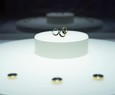Galaxy Ring: an