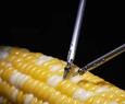 Rob&ocirc; da Sony faz sutura perfeita em gr&atilde;o de milho