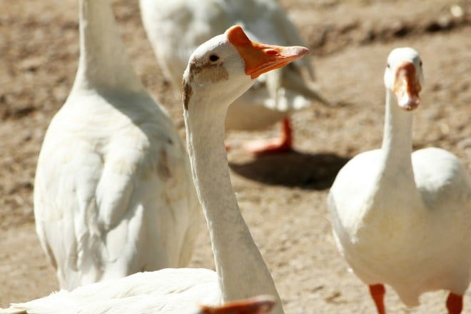 Goose Feces Compound May Fight Cancer, Study Finds