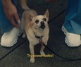 Ou?a o seu corpo: Apple Watch e Health ganham novo comercial divertido com dica de sa?de